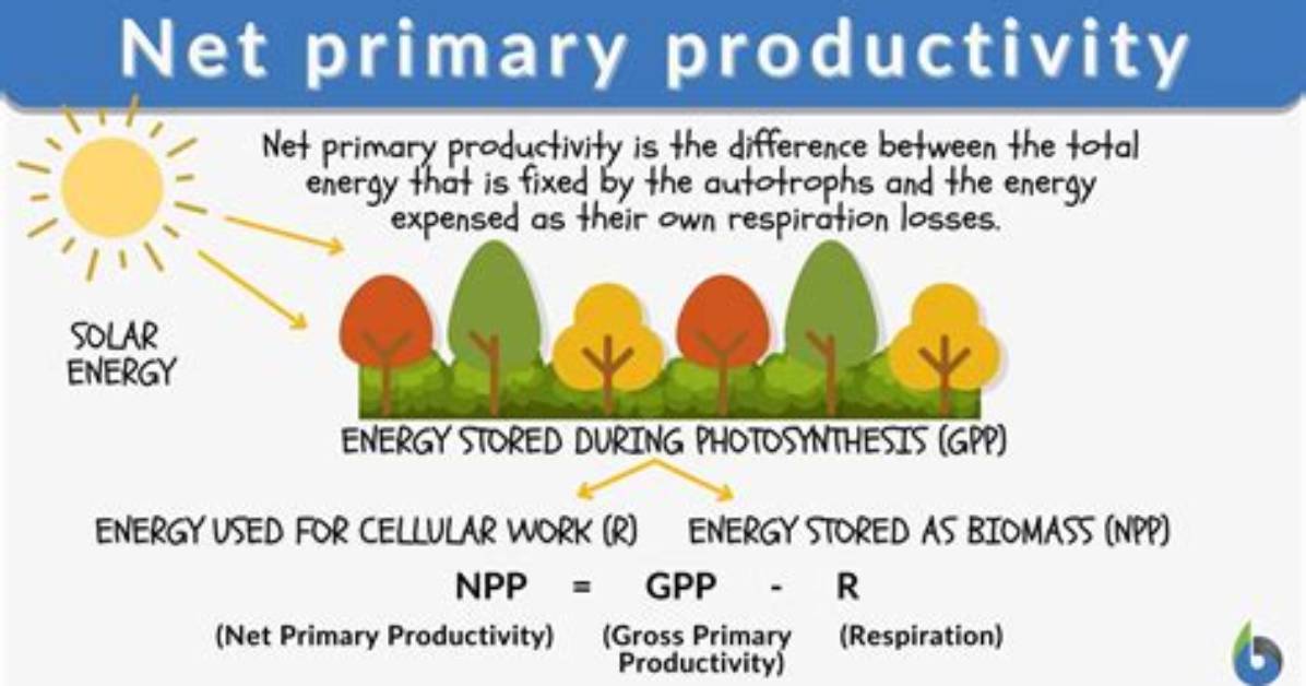 How Do You Calculate Net Primary Productivity