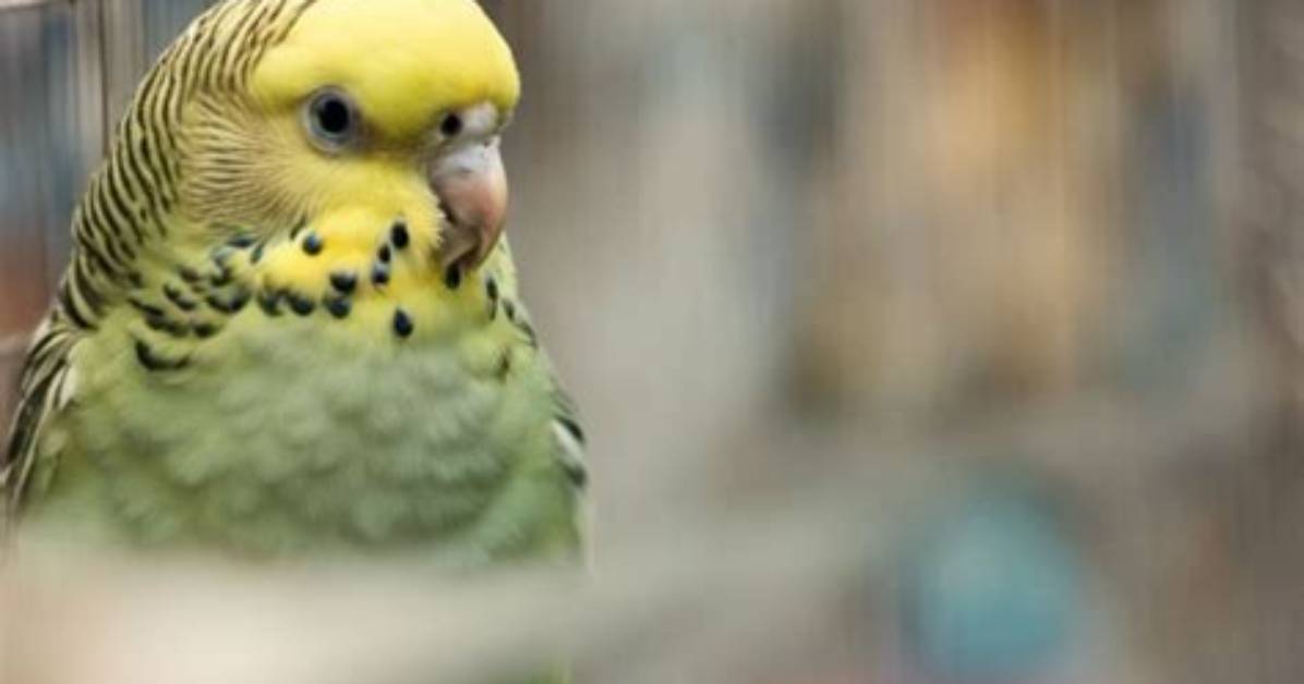 How Do You Calm a Scared Bird?