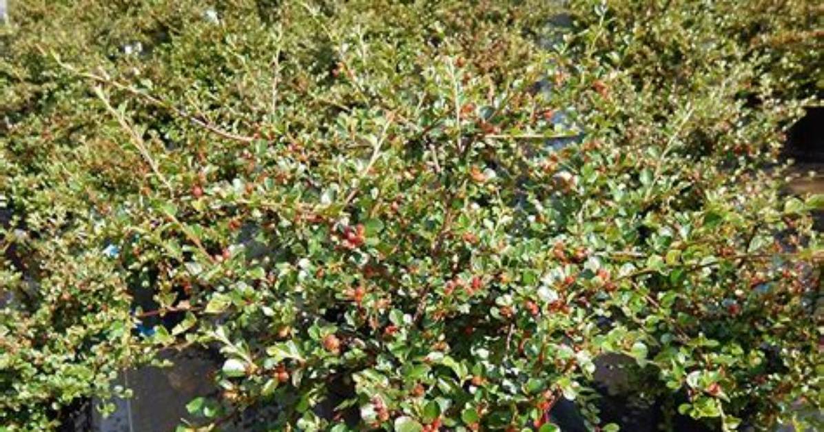 How Do You Care for a Cotoneaster