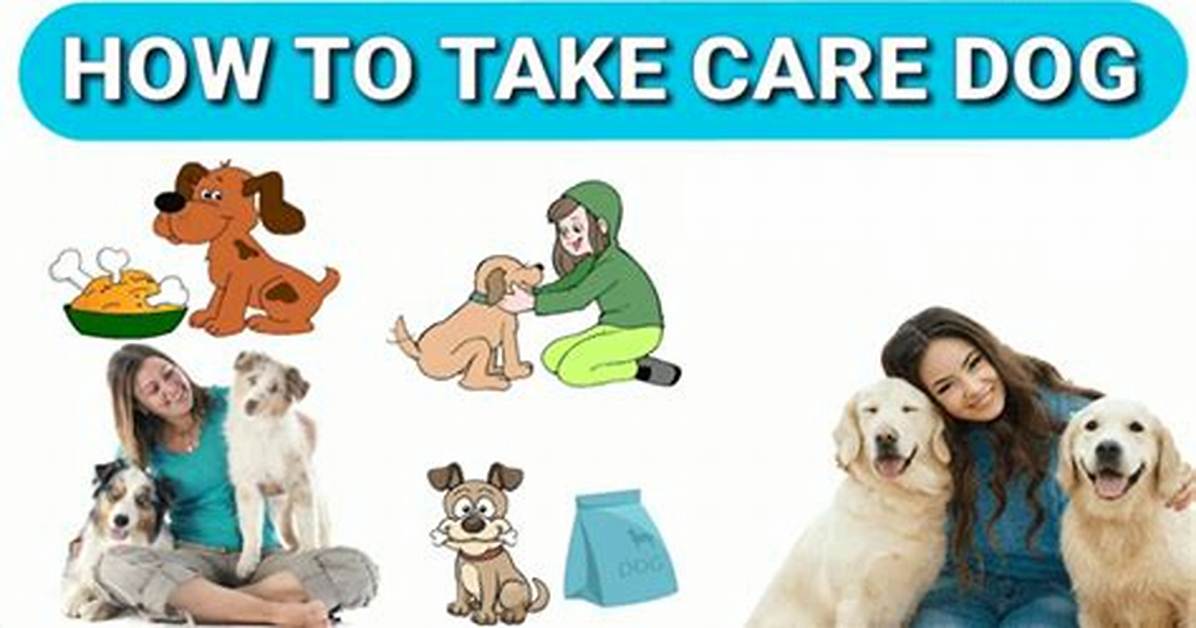 How Do You Care for a Dog After Amputation