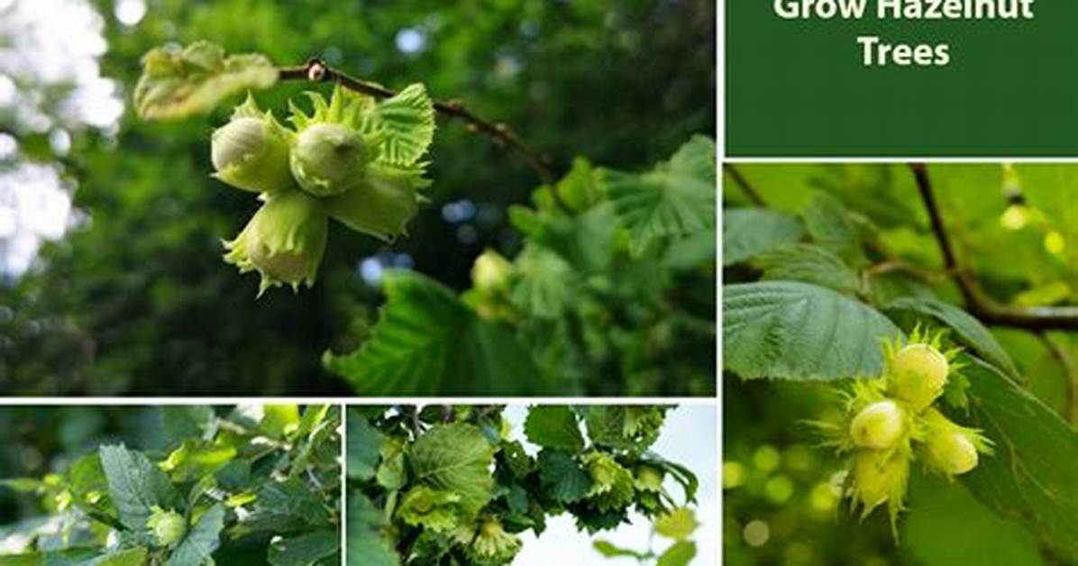 How Do You Care for a Hazelnut Tree