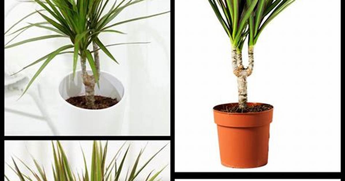 How Do You Care for a Marginata Plant