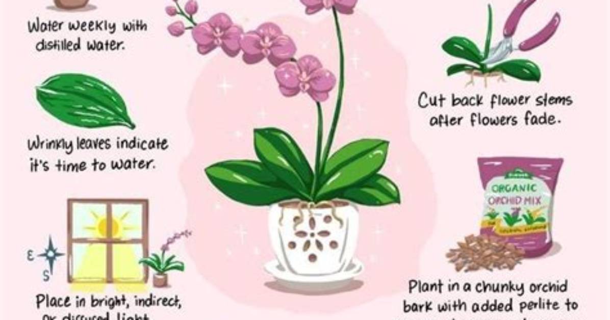 How Do You Care for a Mini Cyclamen?