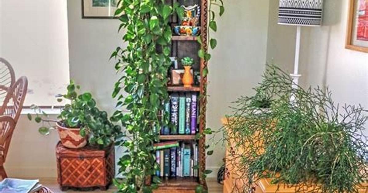 How Do You Care for a Trailing Jade Plant
