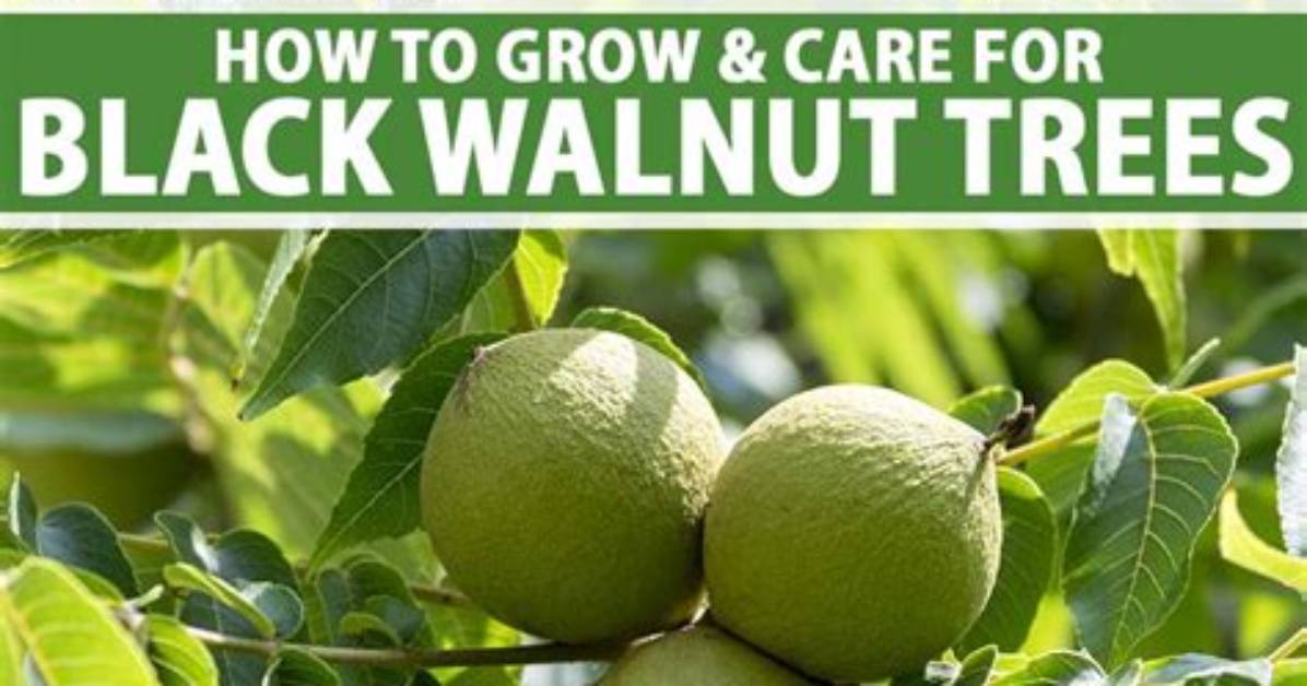How Do You Care for a Walnut Cutting Board