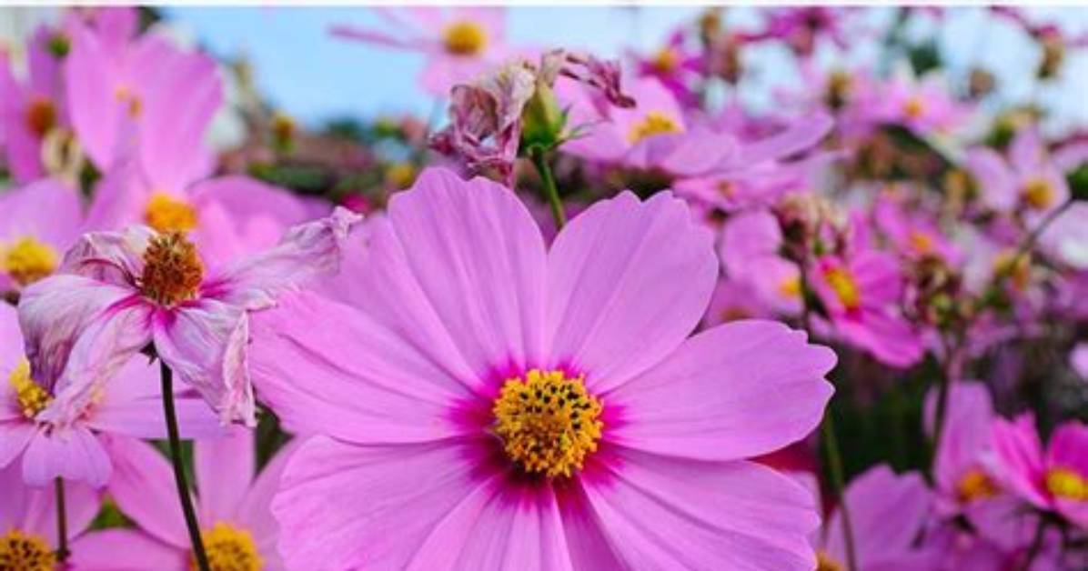 How Do You Care for Cosmos