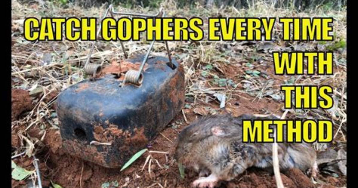 How Do You Catch a Gopher