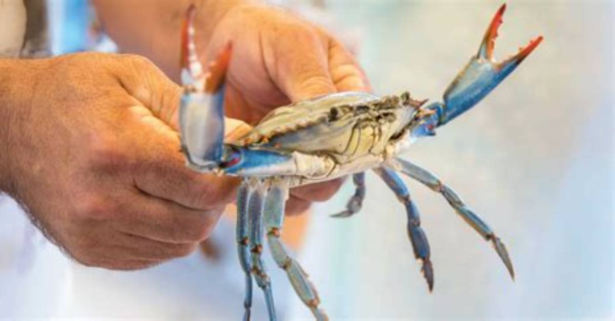 How Do You Catch Crabs in Texas