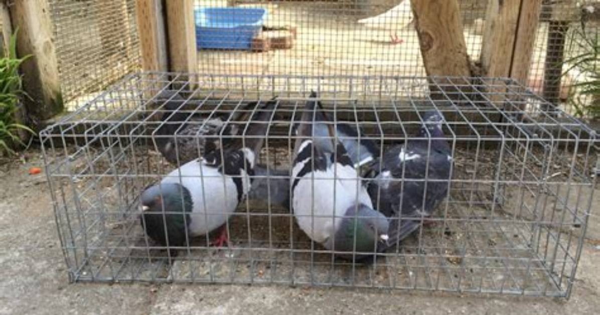 How Do You Catch Pigeons