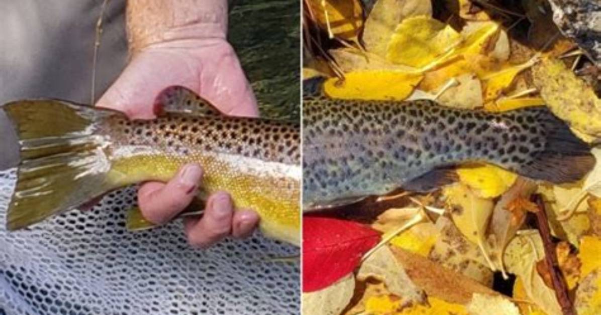 How Do You Catch Stocked Trout