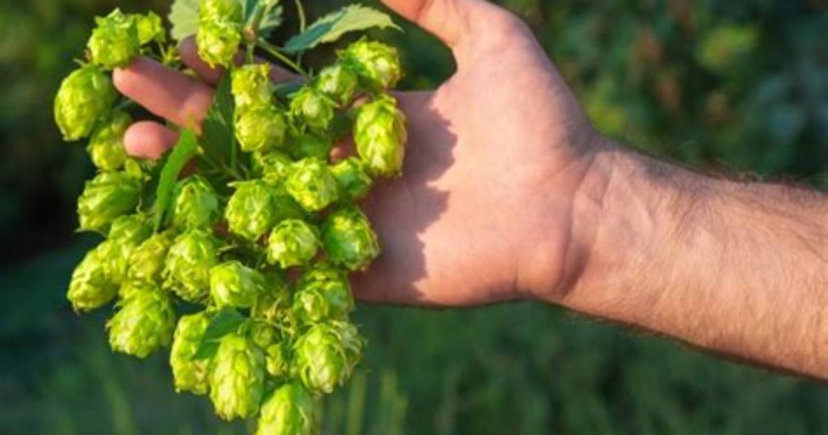 How Do You Choose Hops