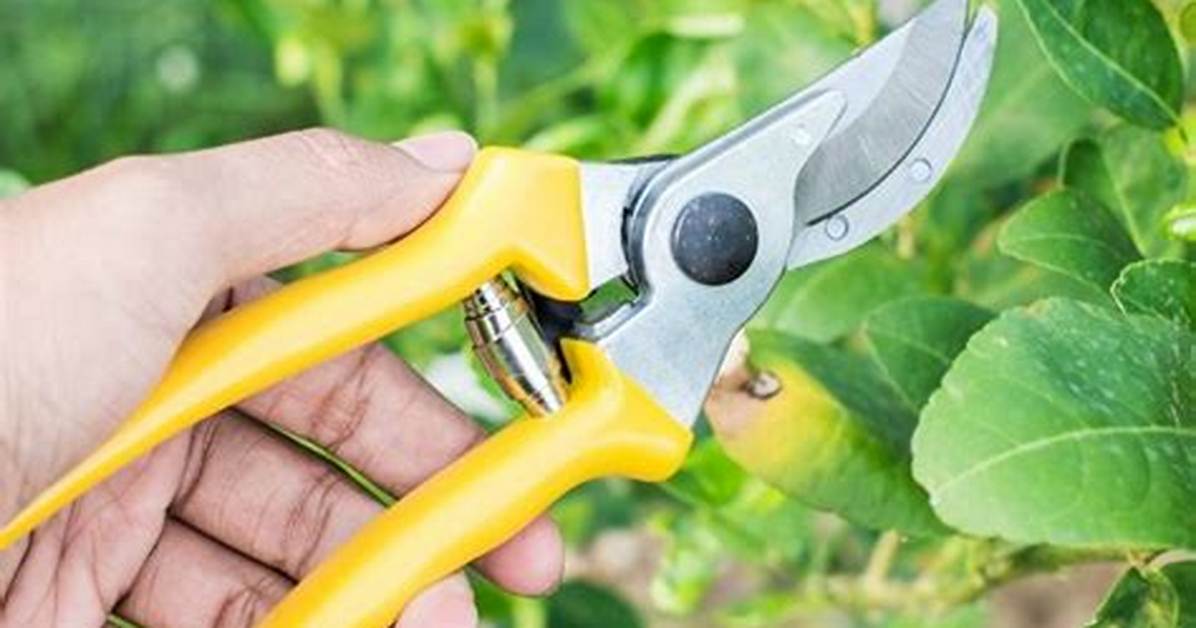 How Do You Choose Pruning Shears?