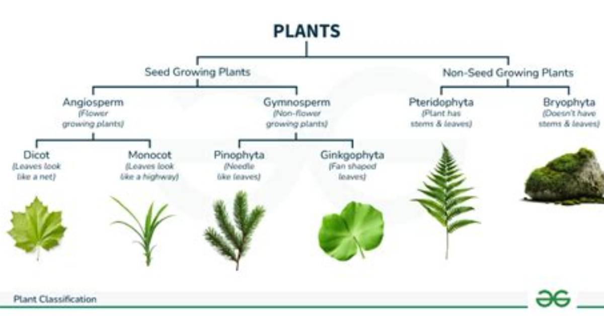 How Do You Classify Grass?