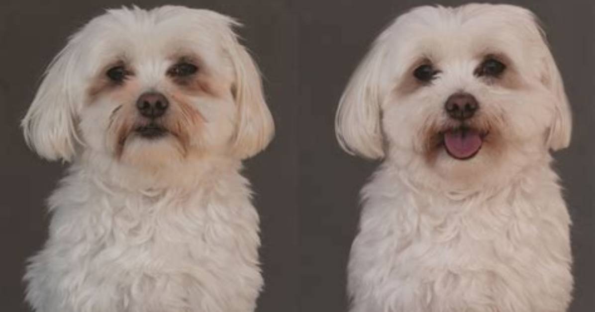 How Do You Clean a Bichons Face
