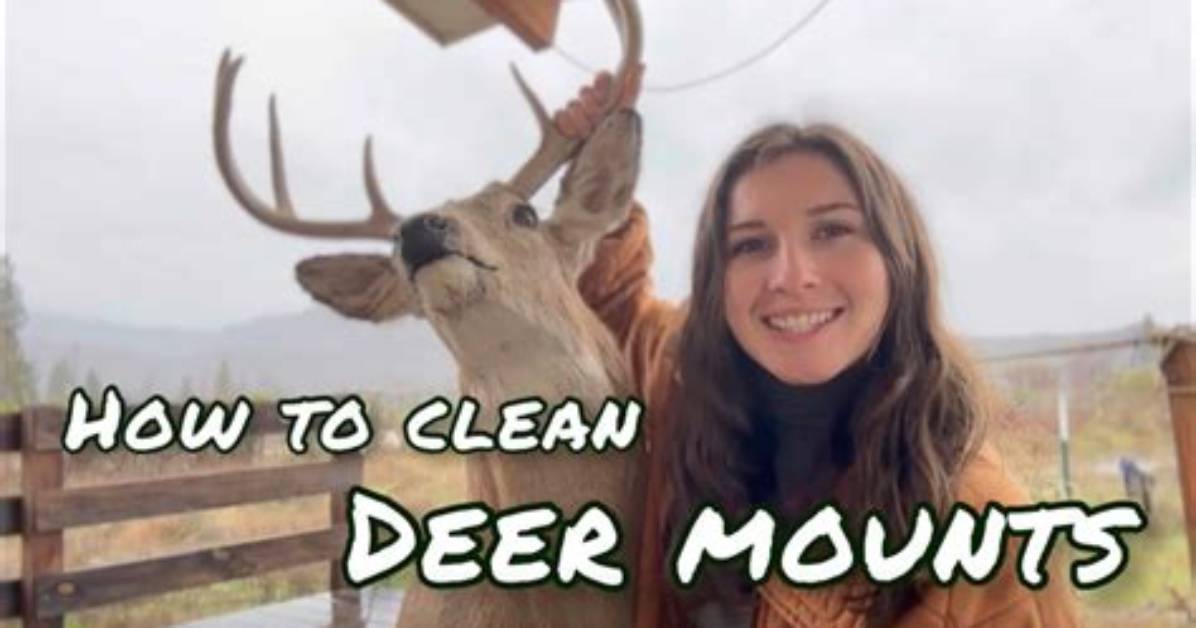 How Do You Clean a Deer Mount?