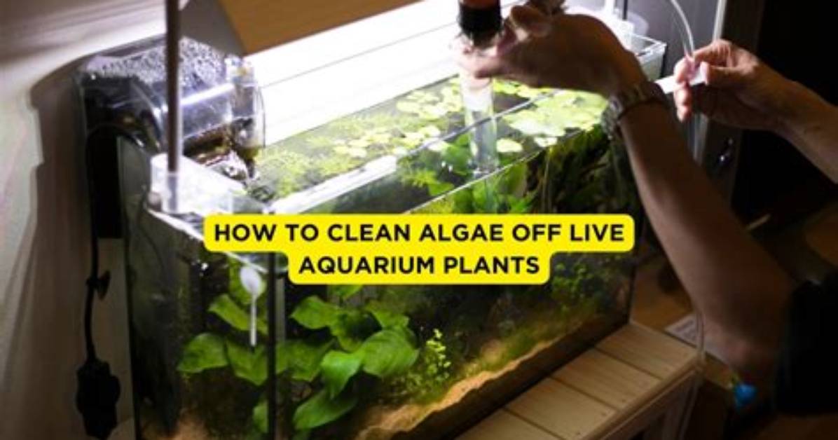 How Do You Clean Algae off a Fiberglass Pool