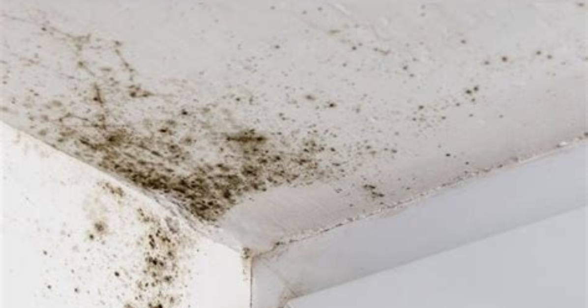 How Do You Clean Mildew off Bathroom Tiles