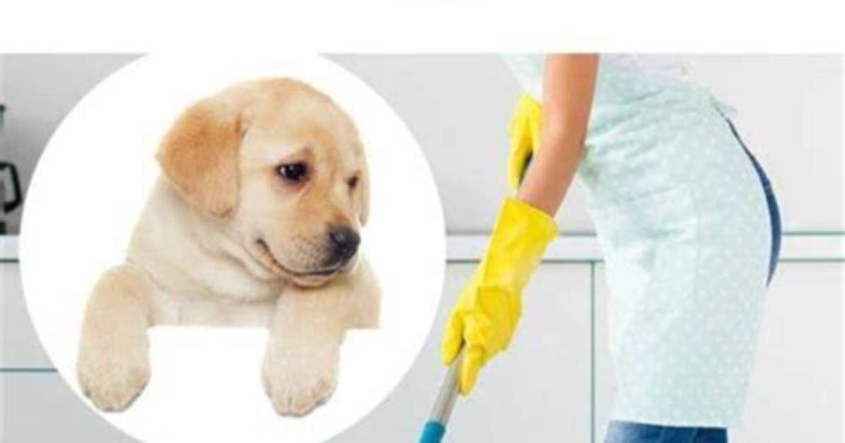 How Do You Clean Puppy Pee