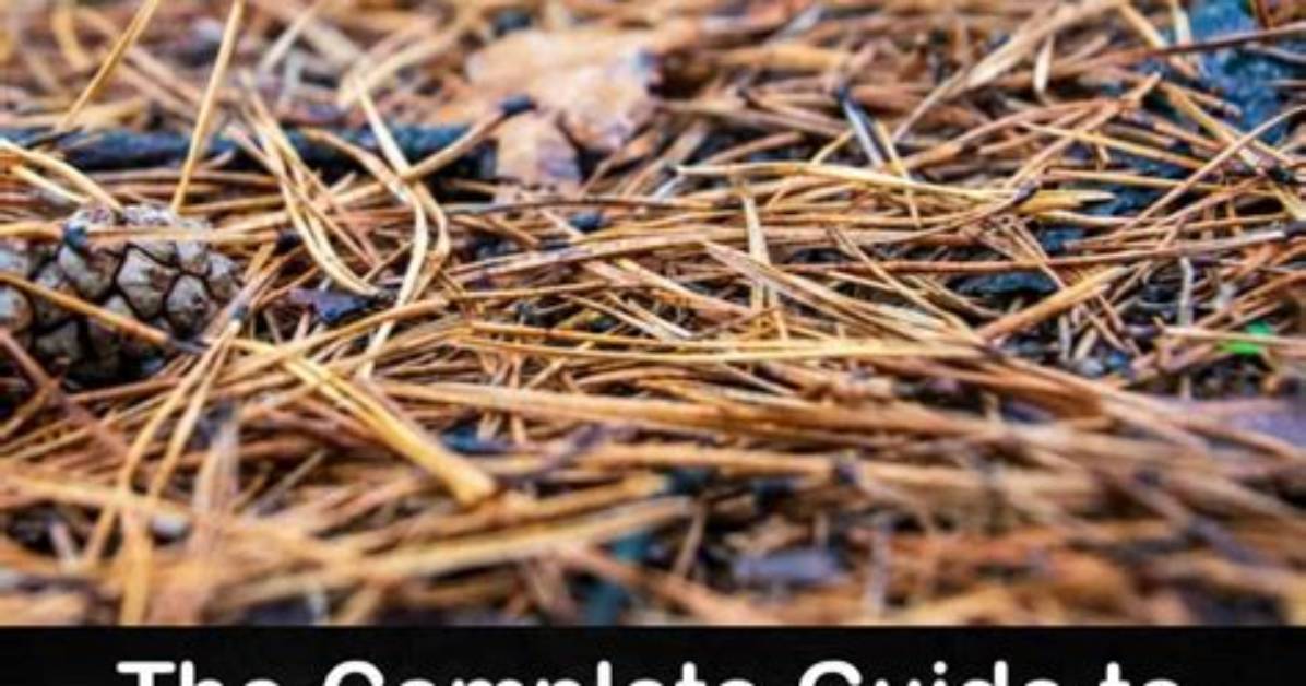 How Do You Compost Pine Needles Fast