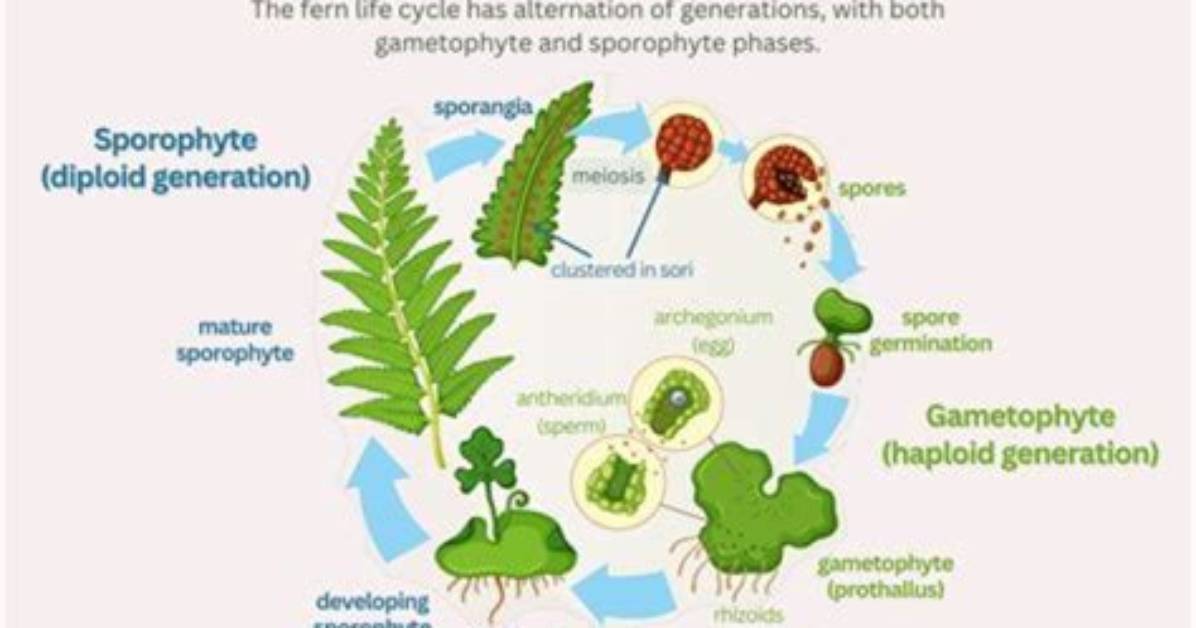 How Do You Condition Ferns