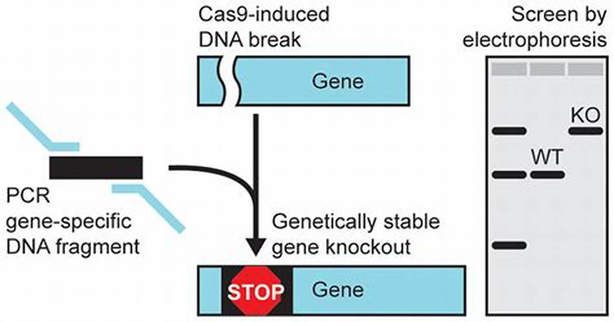 How Do You Confirm Gene Knockout