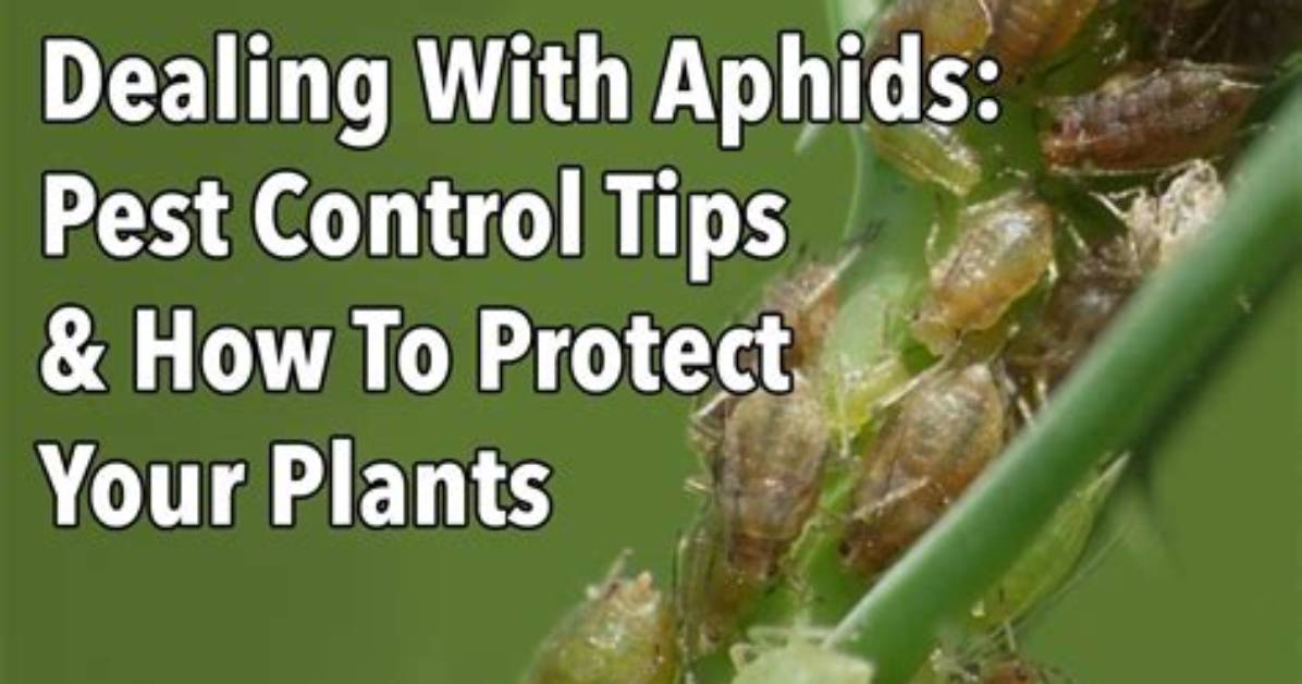 How Do You Control Aphids on Chrysanthemums