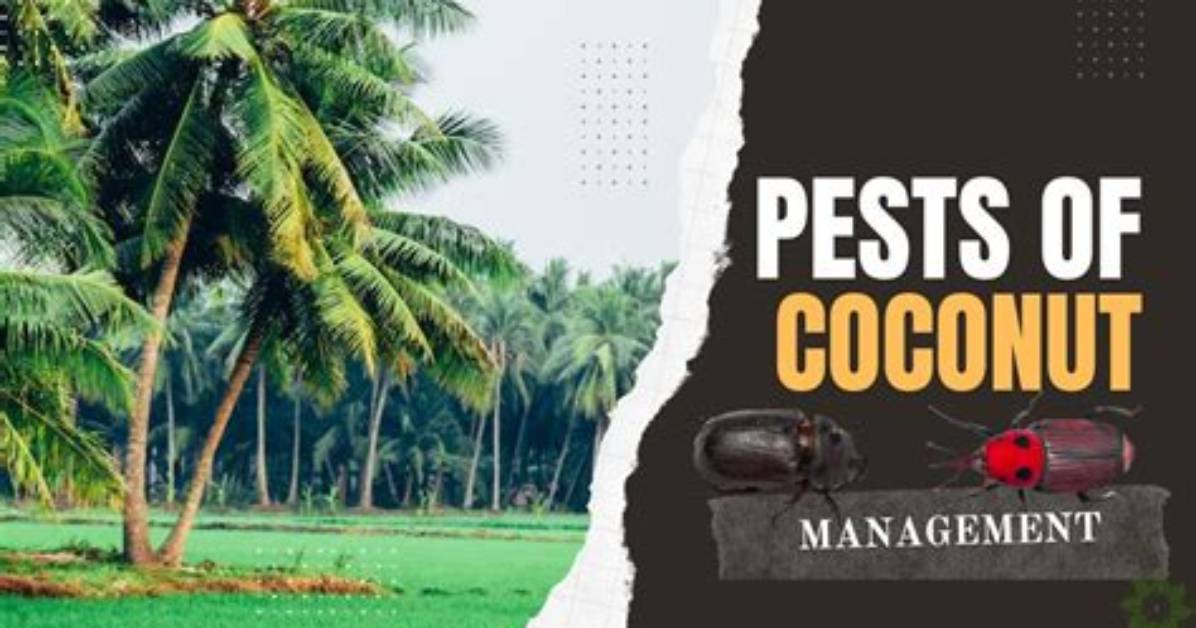 How Do You Control Coconut Pest
