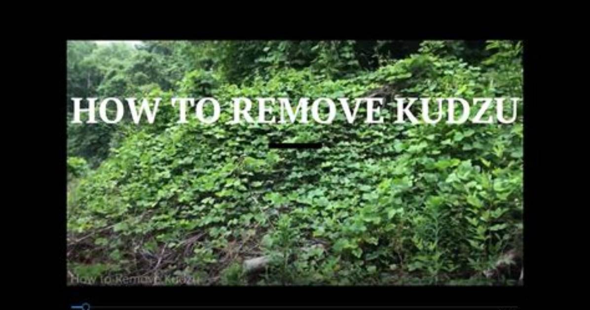 How Do You Control Kudzu
