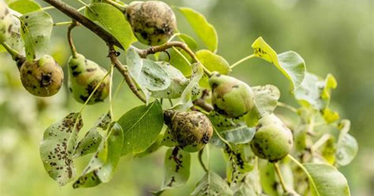 How Do You Control Pear Scabs