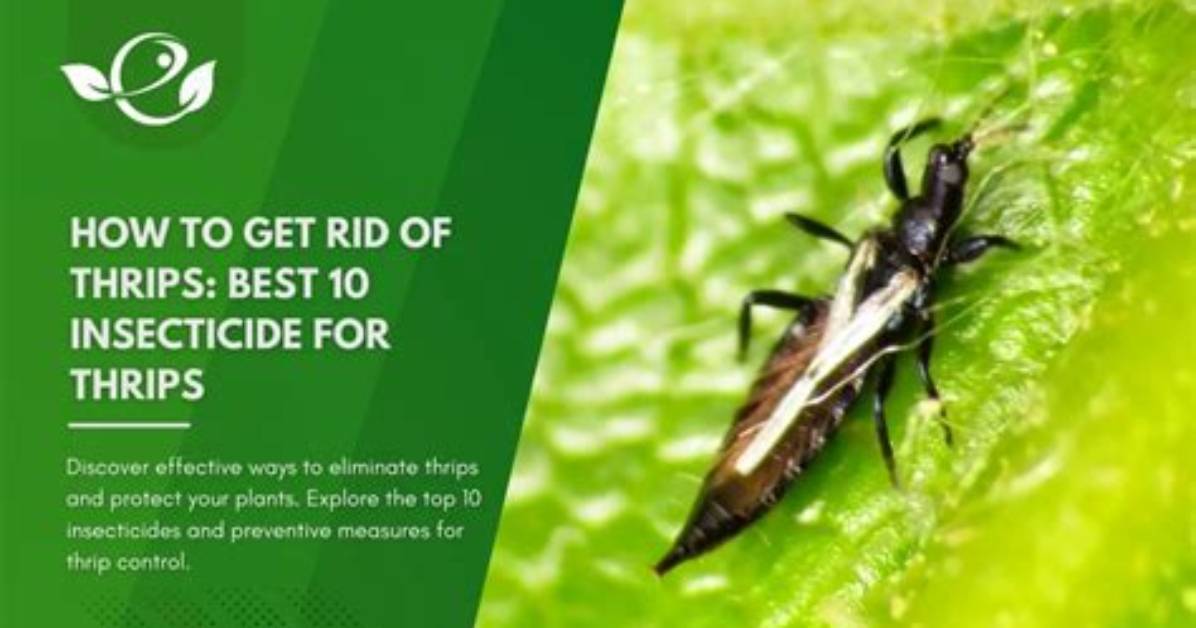 How Do You Control Tomato Thrips
