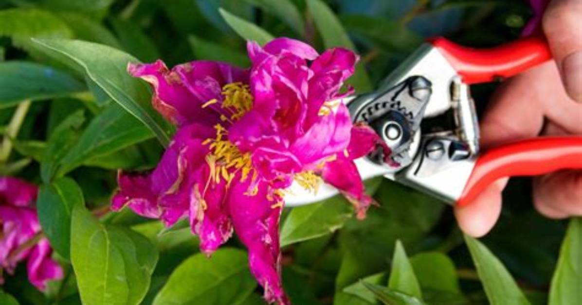 How Do You Cut Back Cistus