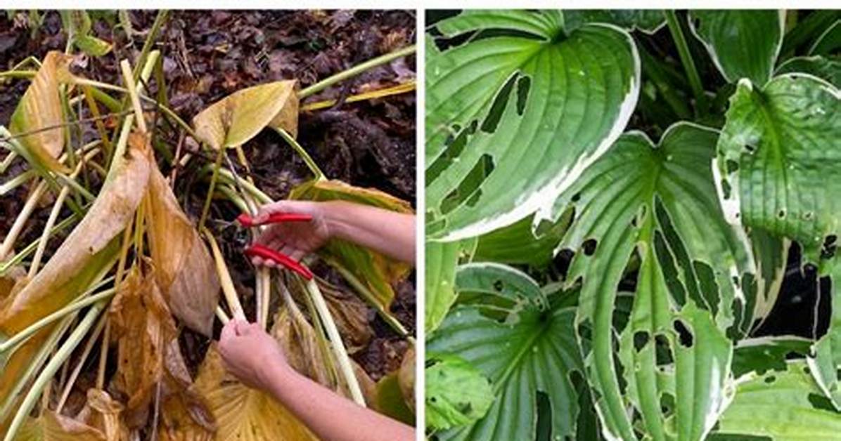 How Do You Cut Back Hostas