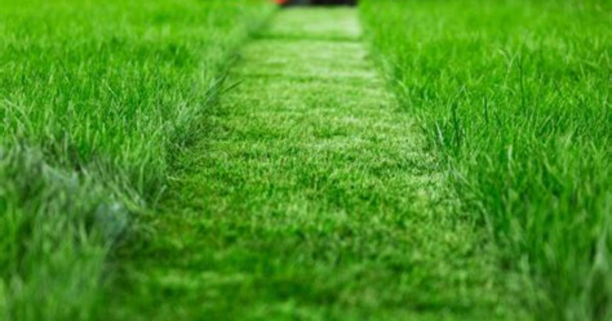How Do You Cut Grass with a Reel Mower