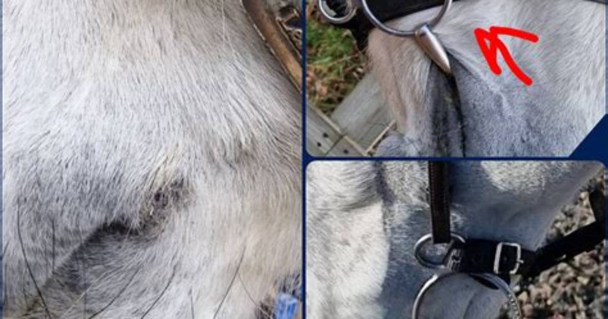 How Do You Darken a Bridle