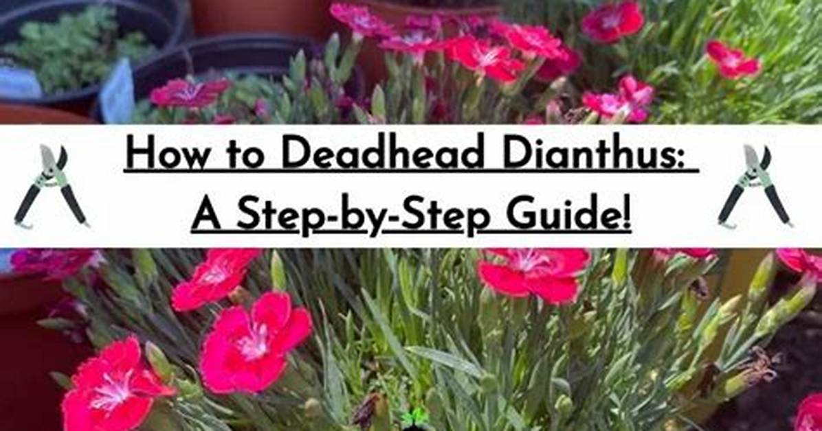 How Do You Deadhead Firewitch Dianthus