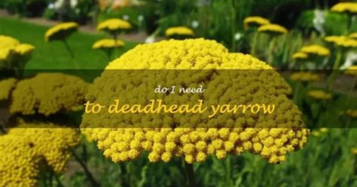 How Do You Deadhead Moonshine Yarrow