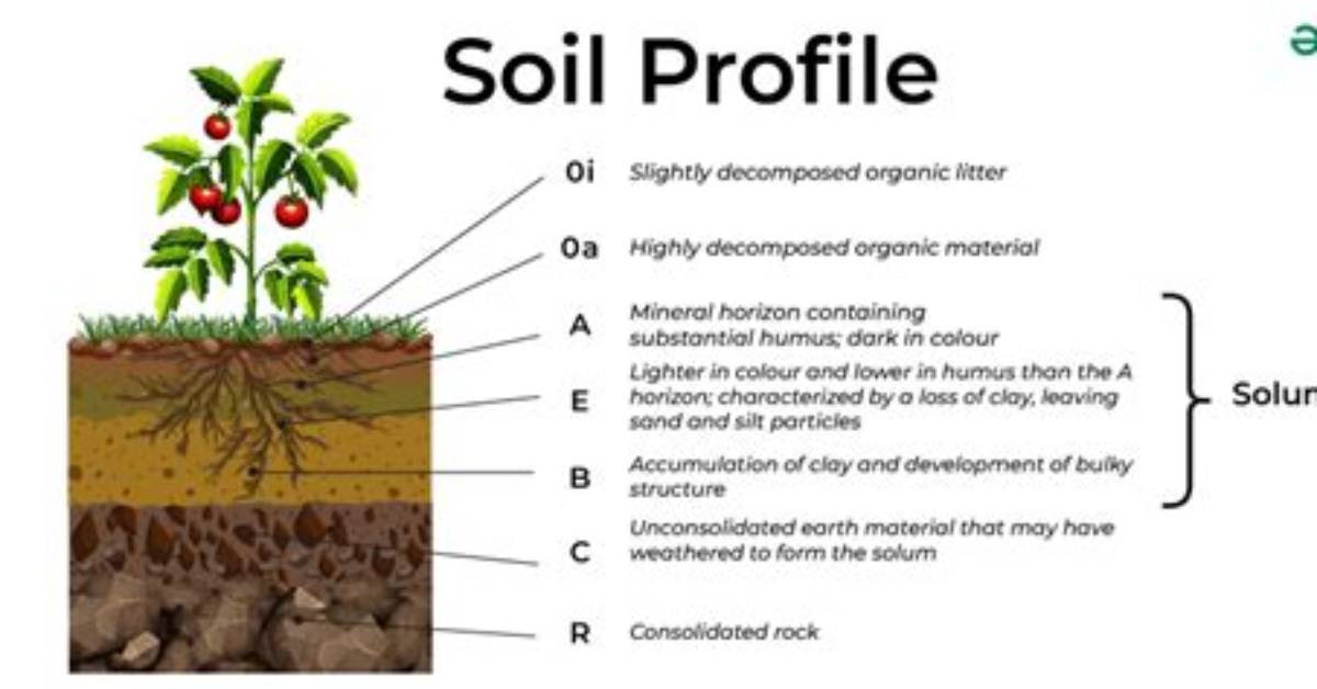 How Do You Describe a Soil Profile