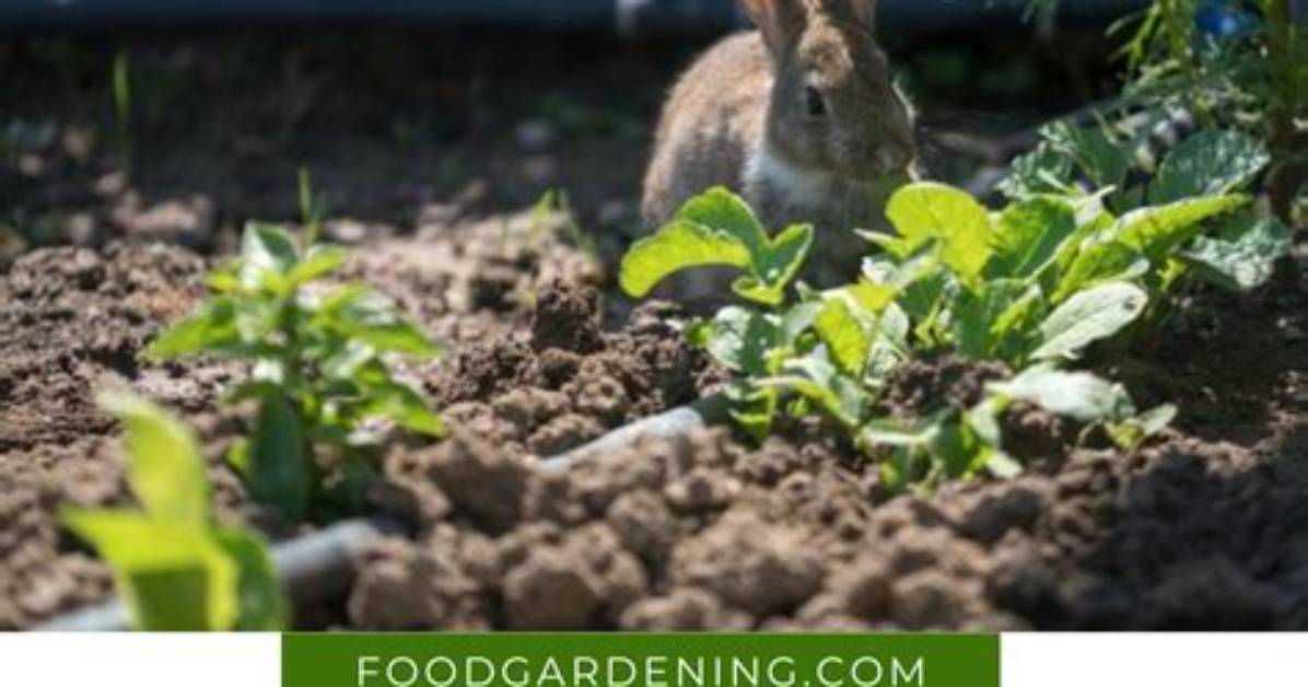How Do You Deter Rabbits