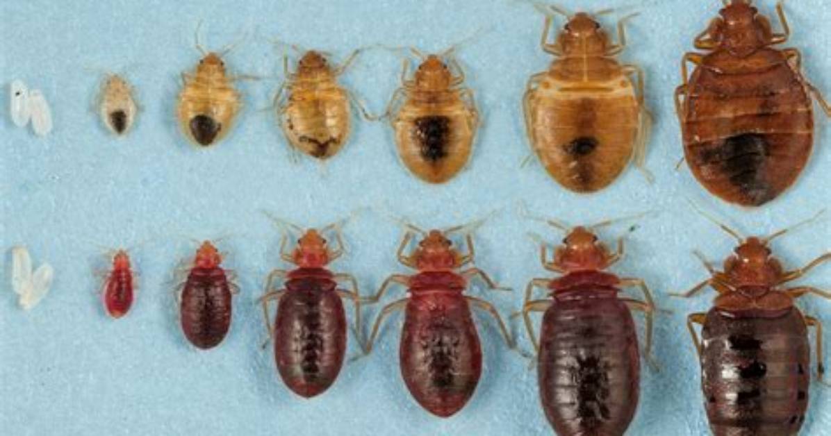 How Do You Develop Bed Bugs