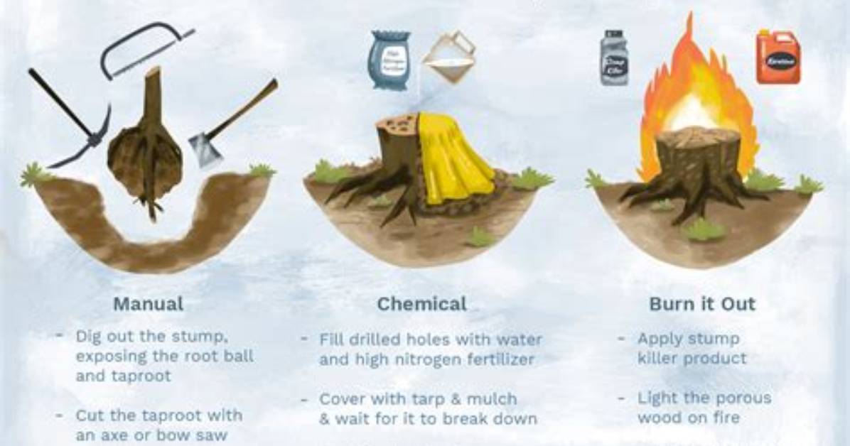 How Do You Dig out a Stump?