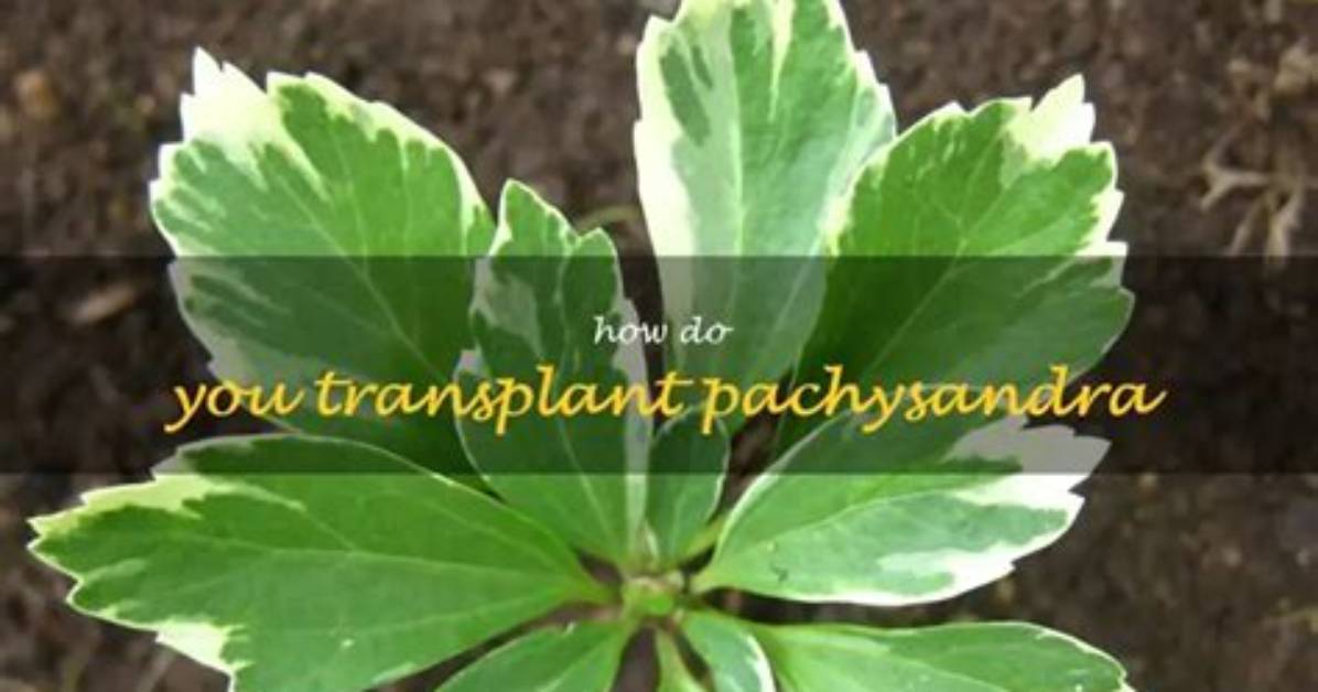How Do You Dig up Pachysandra