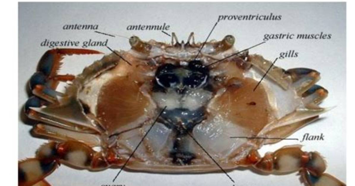 How Do You Dissect a Crab