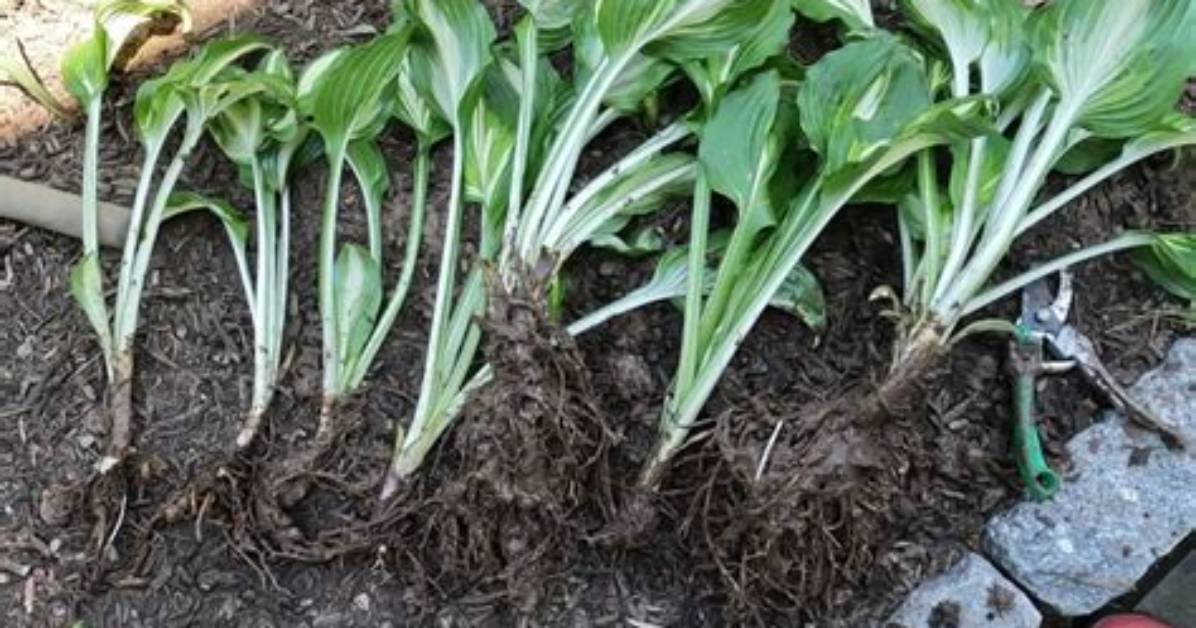 How Do You Divide Hostas
