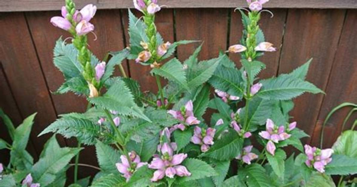 How Do You Divide Turtlehead Plants?