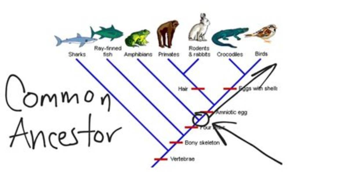 How Do You Do a Cladogram