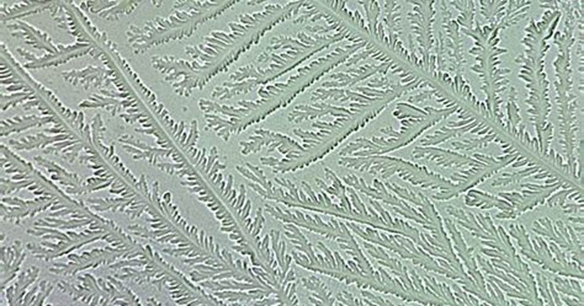 How Do You Do a Fern Test