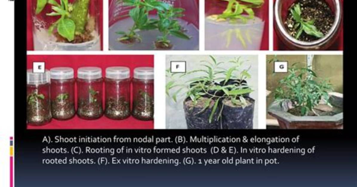 How Do You Do Micropropagation