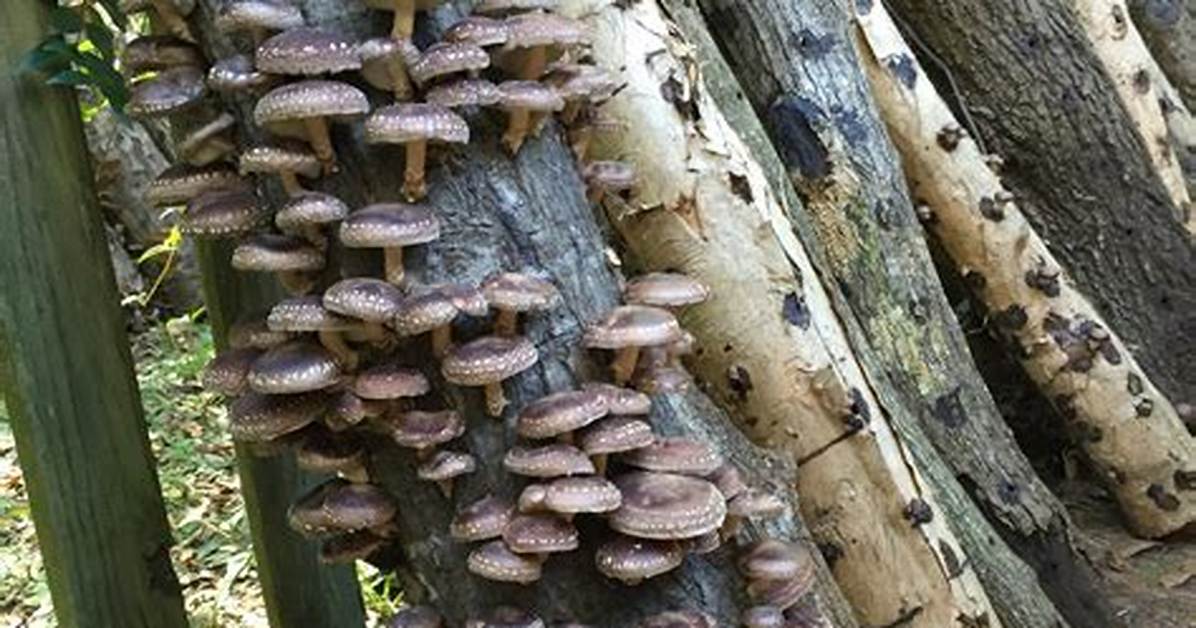 How Do You Do Mushroom Logs