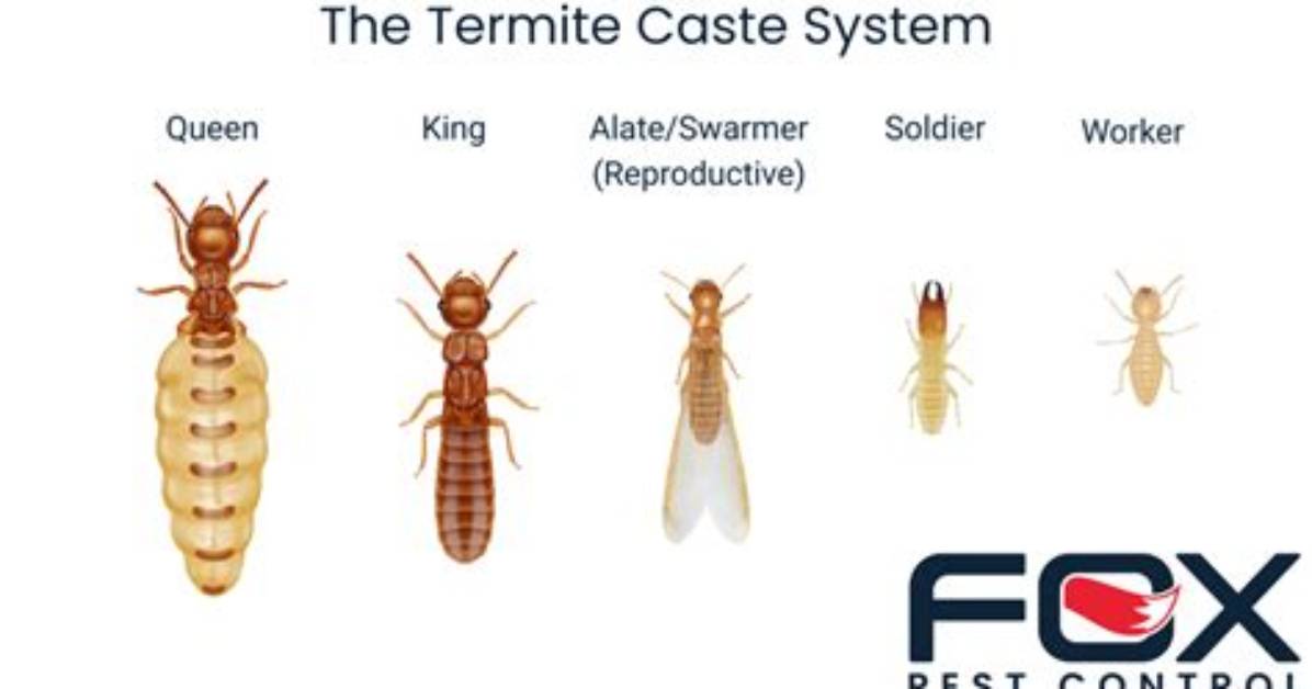 How Do You Draw out Termites?