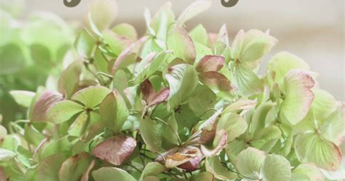 How Do You Dry Hydrangea Flowers Uk